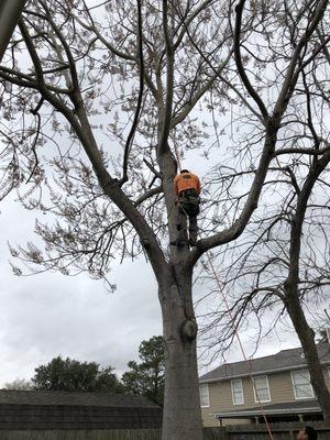 My Chinese Royal Empress Tree being cut down!