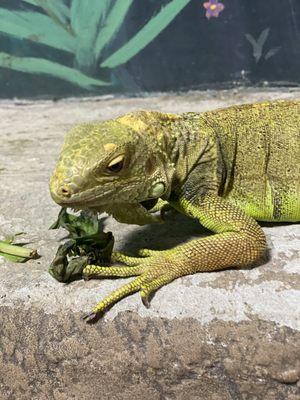 Enjoying some lettuce