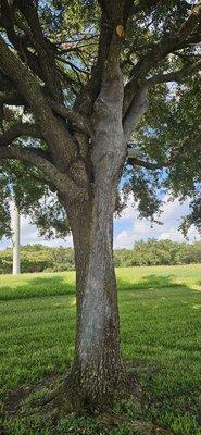 This tree has mold on the surface after Hurricane Beryl. The tree is located right behind a bench. Who do we report this to?