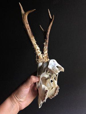 Roe Deer Skull