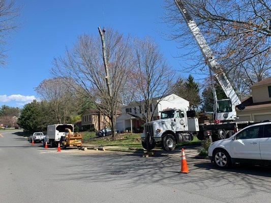 Tree removal