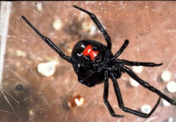 Black Widow Spider