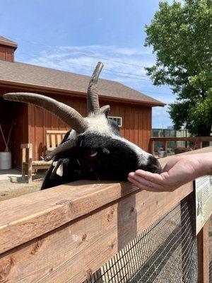 Feeding the goats