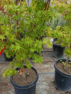 Exotic green maple leaves.