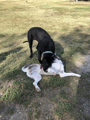 German shepherd mix and 3-legged husky dogs playing in the grass on a hot summer afternoon