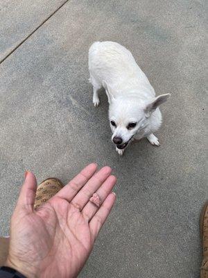 Happy puppy snacks!! Thanks!!