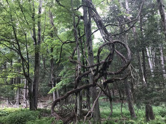 Crazy vine on trail.