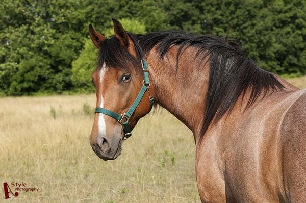 Horse Photo