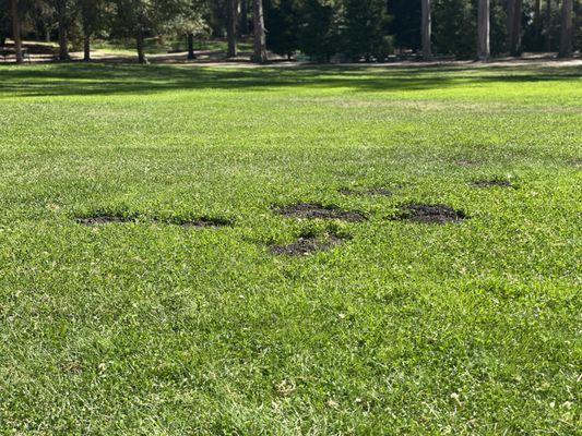 gopher activity in large field