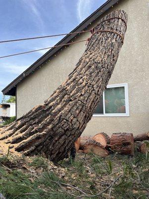 Cutting tree