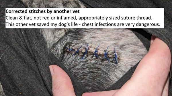 The new vet sutures by the vet who saved my dog's life - flat, clean, not red or inflamed or twisted. Thanking God every day they saved her.