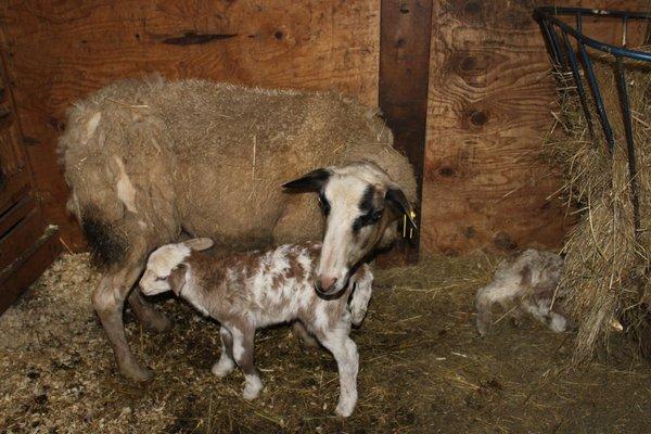 kahtadin sheep and lamb