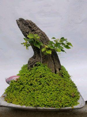 bonsai