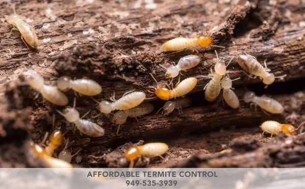 Affordable Termite Control 1710 N. Morningside Street,Orange, CA 92867 949-535-3939 http://www.affordabletermitecontroloc.com