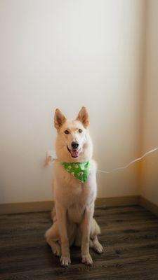 My shepsky super happy after a Furry Land appointment!