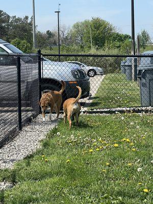 Dog park is great size to let your dogs run around and do their business