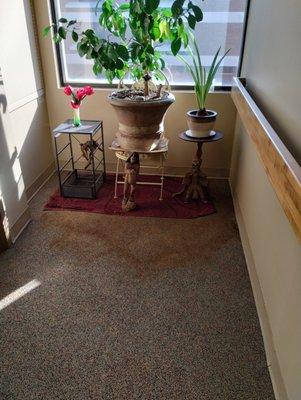 Filthy, nasty carpet with planters blocking FIRE equipment. Again, safety issue.