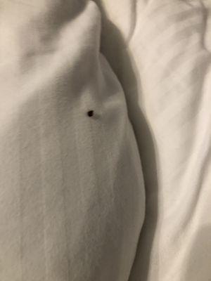 BED BUGS!