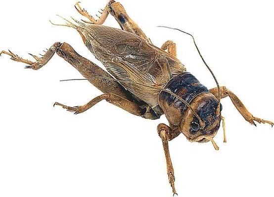 Crickets are very common here in the west valley and elsewhere too. They are a common food source for scorpions.