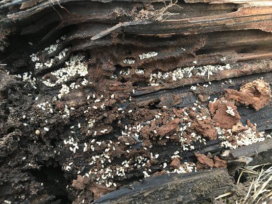 Termites and Carpenter Ants