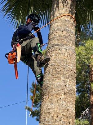 AZ’s Finest Tree Service & Landscape