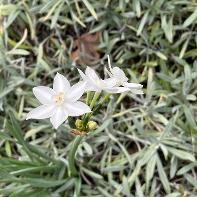 Paperwhites seen on my hike