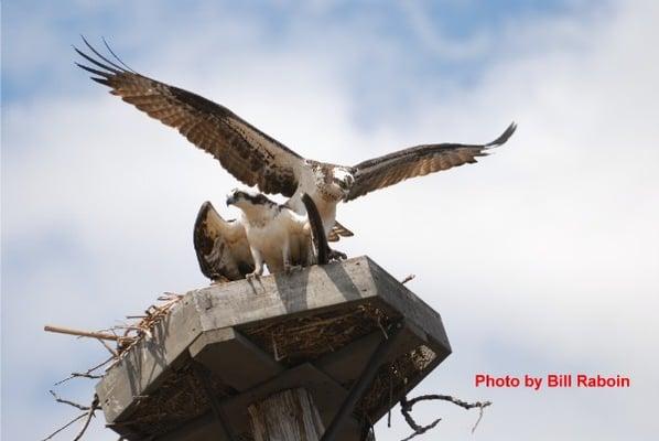 We currently have 2 osprey nesting on our tower!