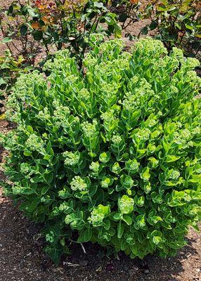 Healthy sedum (7/4/23)