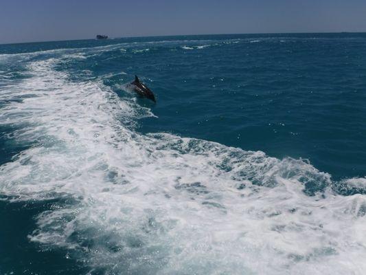 Jumping dolphin