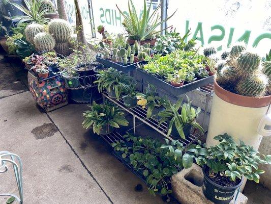 Cactus, begonias, orchids