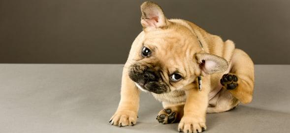 Puppy Exams in Fort Myers, FL