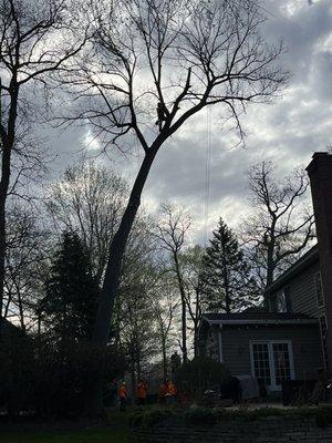 J & J Tree Services