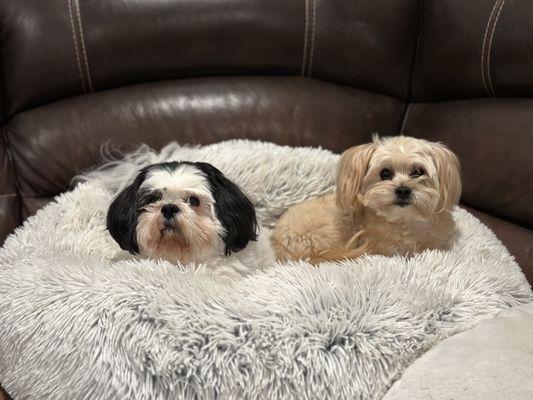 Our rescue pups Ollie and Milo.