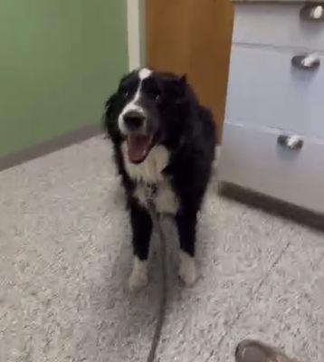 Dog in an exam room.