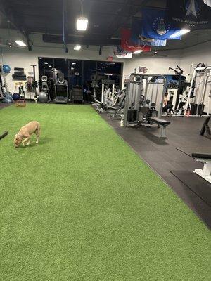 The cute gym dog.