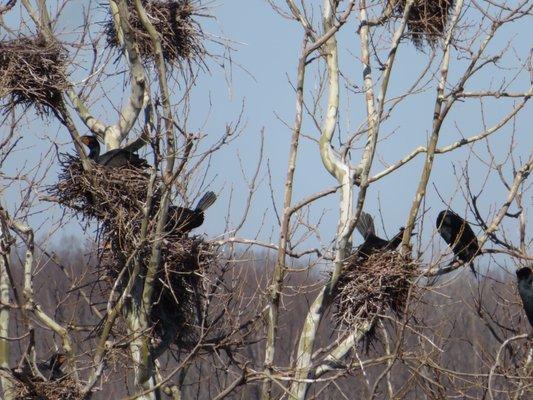 Nesting cormorants