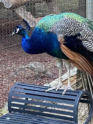 Peacock near Nature Trail