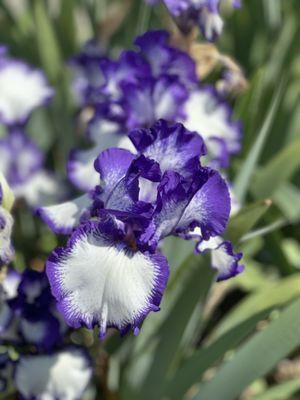 Two-toned Irises