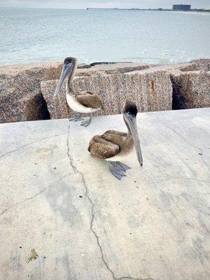 Brown Pelicans