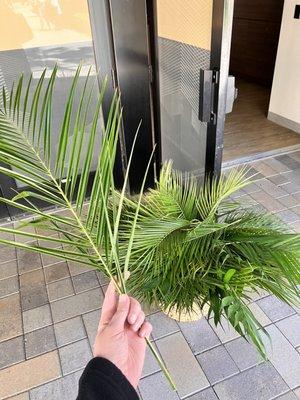 Happy Palm Sunday!