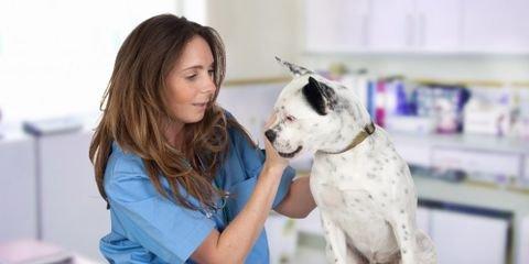 Hayward Animal Hospital