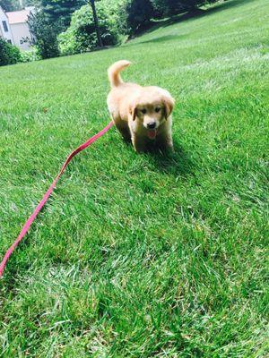 Learning to walk on leash with my dog walker.