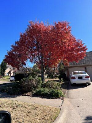 Edmond Tree Service