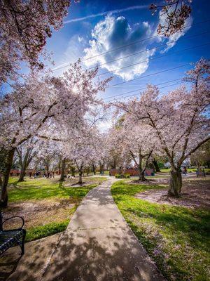 Cherry Blossoms