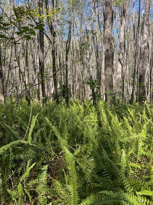 Nice, ferns and local plants