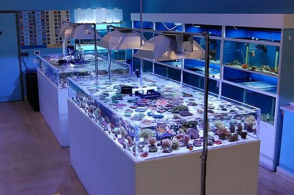 1000's of corals from all around the world!