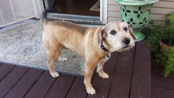 Bernie, fresh after a haircut!