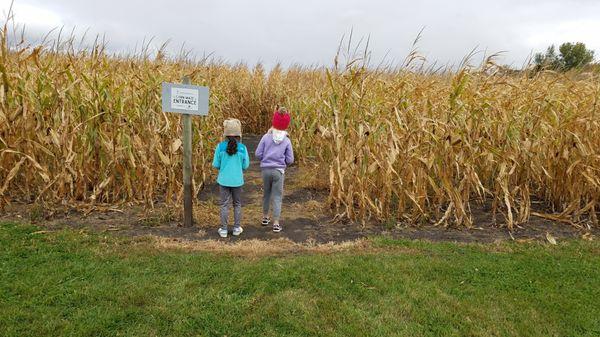 Youth enter Farmamerica's annual corn maze open from July - October.