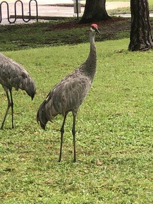 Sandhill cranes