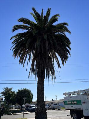 Tree before trimming.